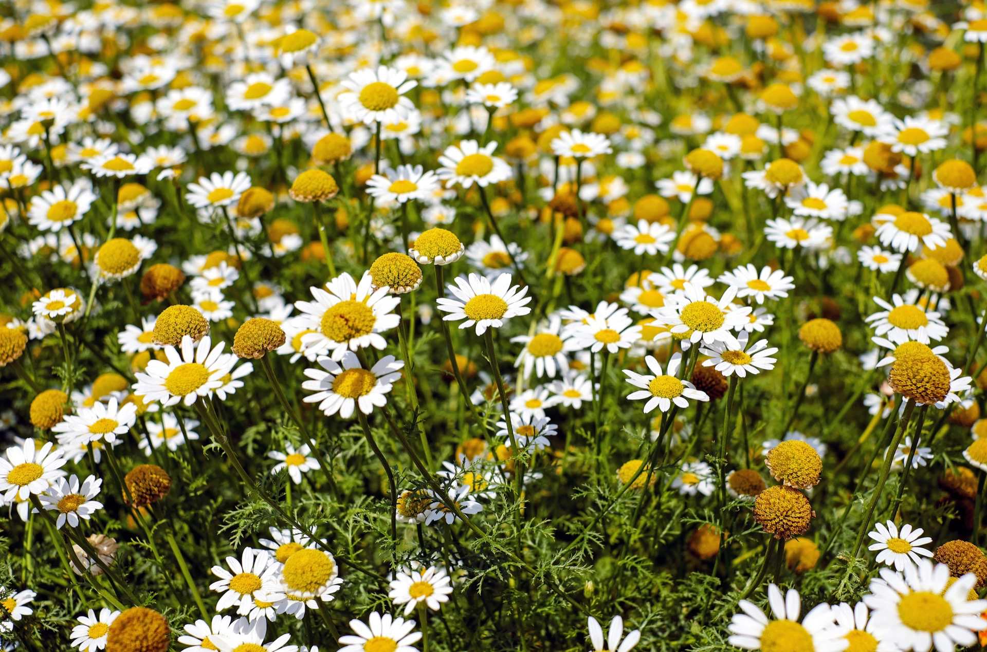 German Chamomile – A Must Have Survival Herb - Happy Healthy Living