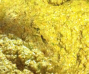 happy healthy living raw tortillas